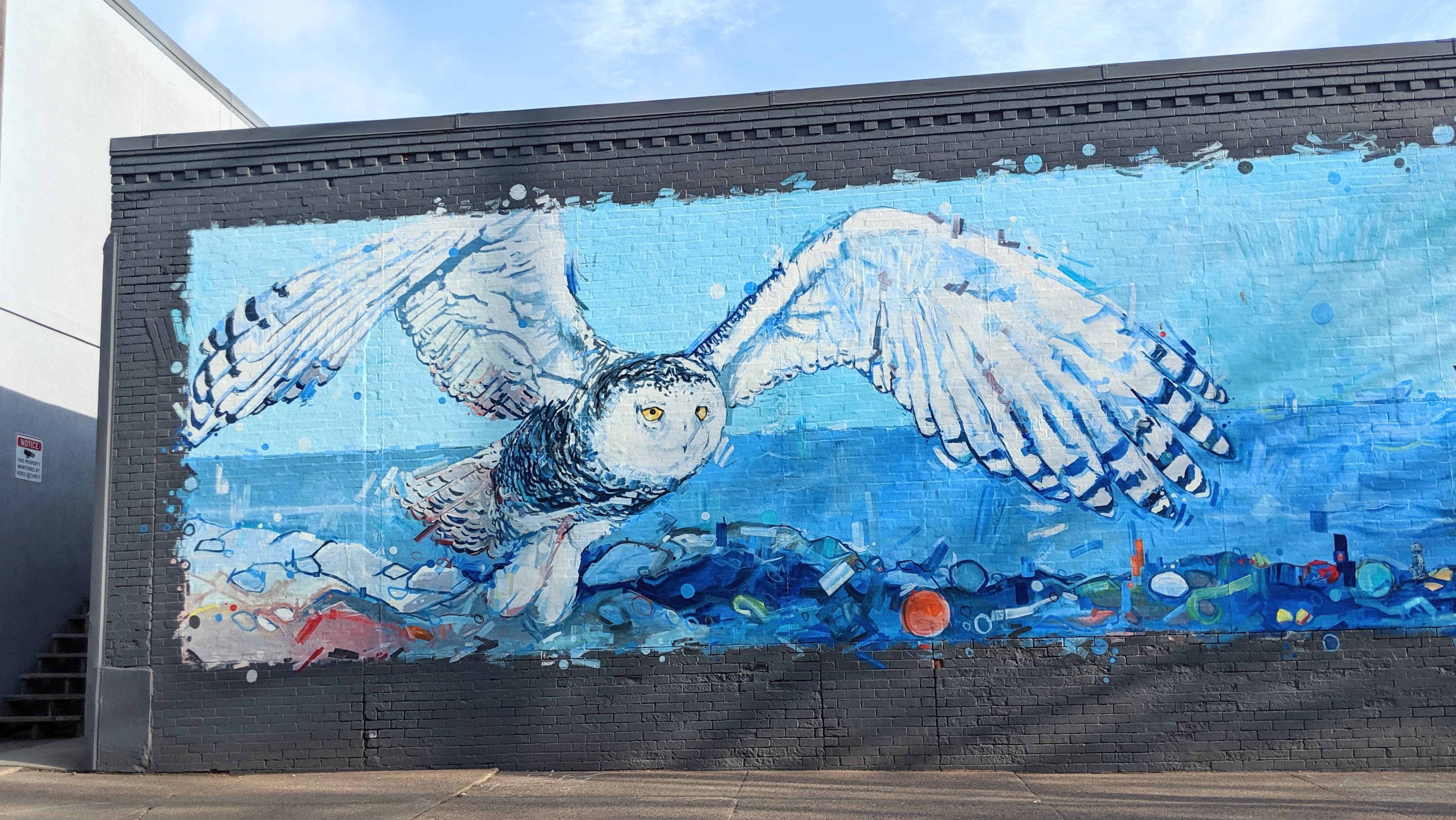 Duluth Snowy Owl